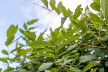 parlak yaz günü ormanda doğal yeşil yaprakları ve dalları ile çevrili