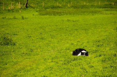 Çim alanda oynayan çoban köpeği