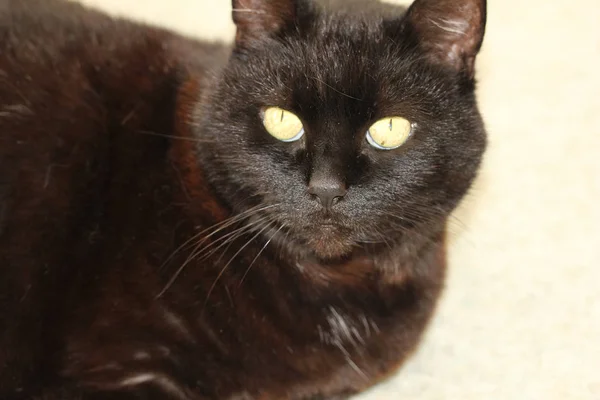 Portret Przyjazny Czarny Kot Gry — Zdjęcie stockowe