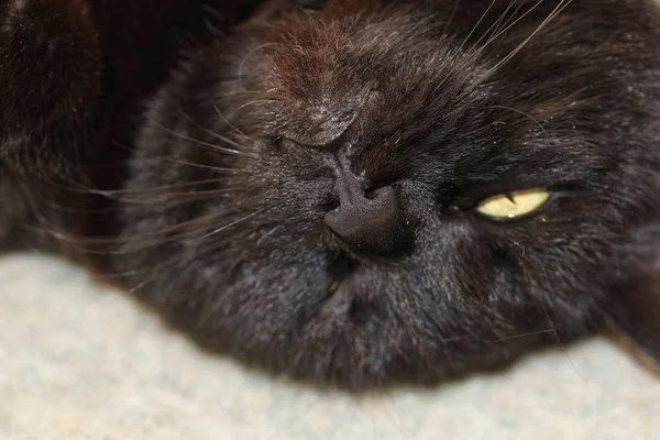 Oynarken Dostu Kara Kedi Portresi — Stok fotoğraf