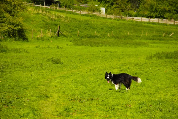 在草地上玩耍的牧羊犬 — 图库照片