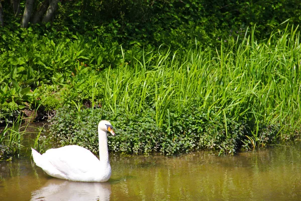 Cisne Mudo Lago —  Fotos de Stock