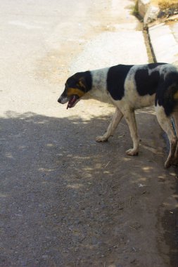 Erbil, Irak Kürdistan evsiz köpek