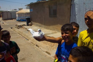Boys playing with a dove in Darashakran Refugee Camp Erbil, Iraqi-Kurdistan clipart