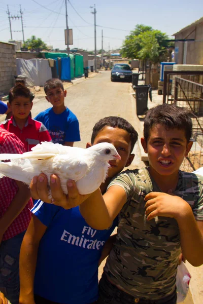 Darashakran Mülteci Kampı Erbil Bir Güvercin Ile Oynarken Çocuklar Irak — Stok fotoğraf