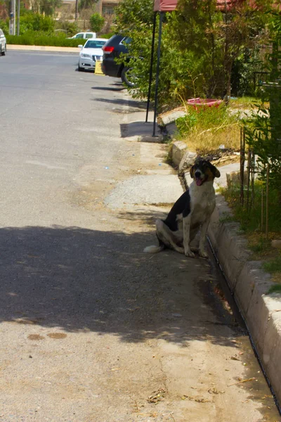 伊拉克 库尔德斯坦埃尔比勒的流浪狗 — 图库照片