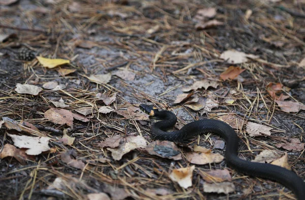 Black snake in the forest