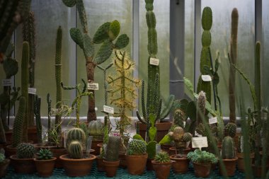 kil tencere yeşil kaktüs