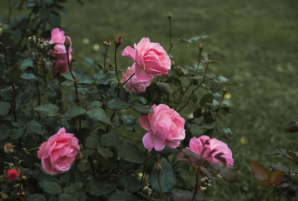 Fiori Rose Arbustive Giardino Botanico — Foto Stock