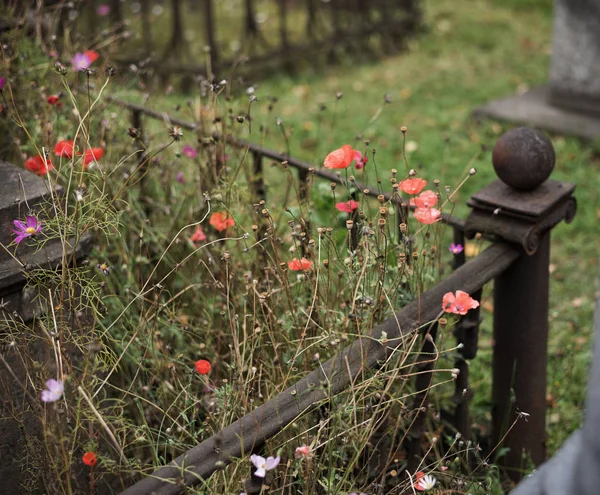 Flowerbed Fűvel Virágzó Pipacsok Szentpéterváron Történelmi Temető Régi Sírok — Stock Fotó