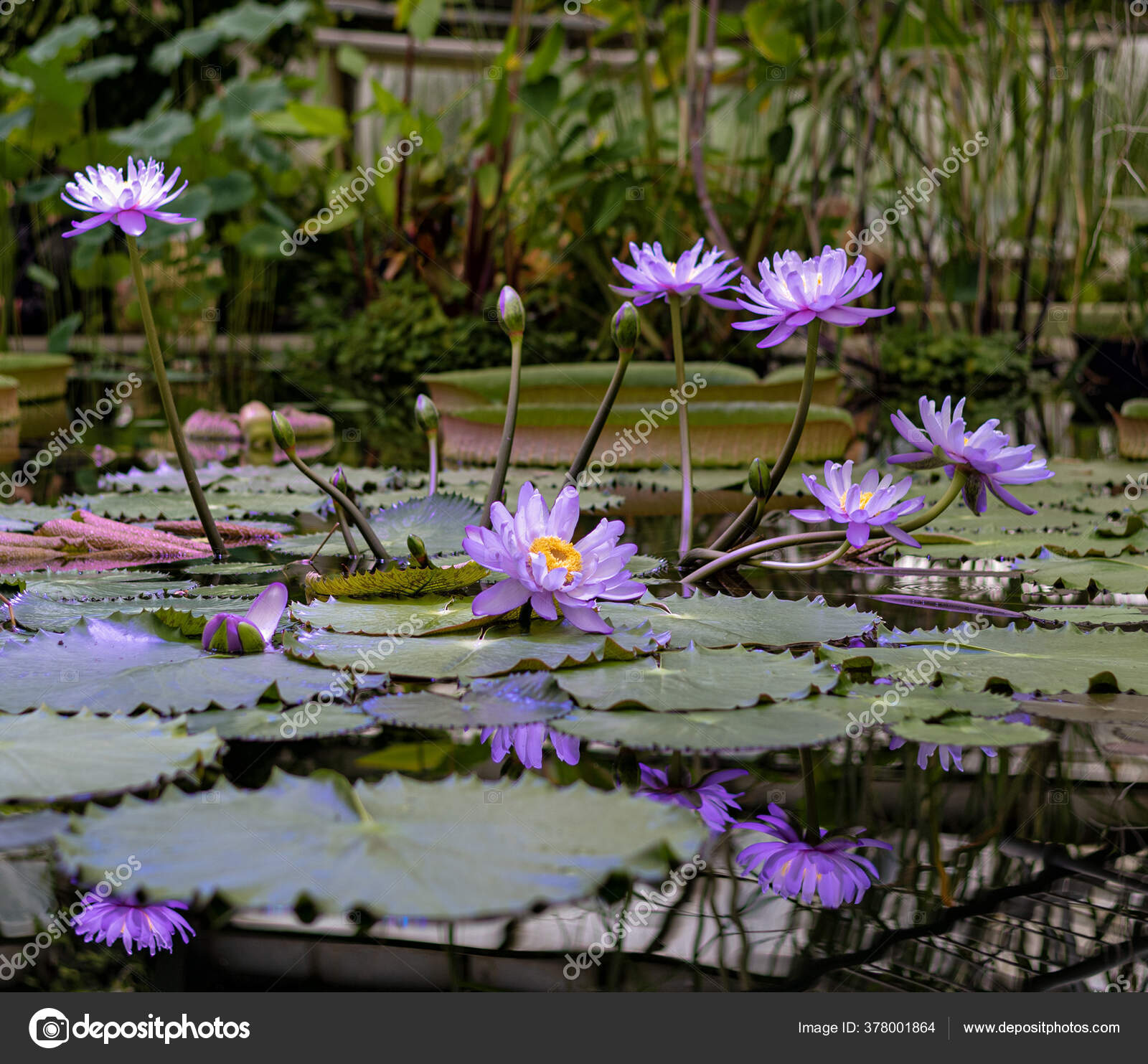 Beautiful Blooming Purple Lily Flowers Nymphaea Nouchali Nymphaea Stellata Common Stock Photo Image By C Lobanova Kawaika Yandex Ru Beautiful Blooming Purple Lily Flowers Nymphaea Nouchali Nymphaea Stellata Common Stock Photo Image By C Lobanova Kawaika Yandex Ru
