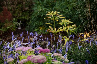 Tüylü pembe çalılar Spirea Japon küçük prensesi yeşil bir yaz bahçesinde
