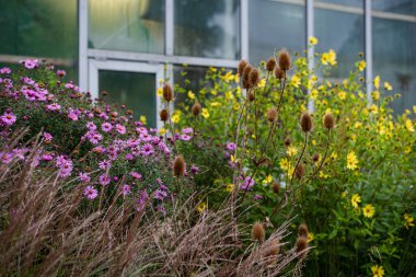 Pencerenin arka planında birçok farklı yaz yeşillikleri ve çiçek bitkileri var.