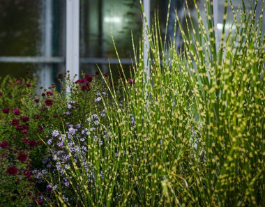 Pencerenin arka planında çizgili yoğun yeşil çalılık Miscanthus zebrina