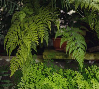 Adiantum Yeşil kıvrımlı eğreltiotu