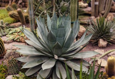 Büyük, sağlıklı, mavi bir agave kaktüslerin arasında büyür.