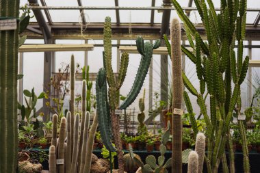 Çamur kaplarında bir sürü büyük ve küçük yeşil kaktüs (Opuntia, cerus, Myrtillocactus, Cleistocactus))