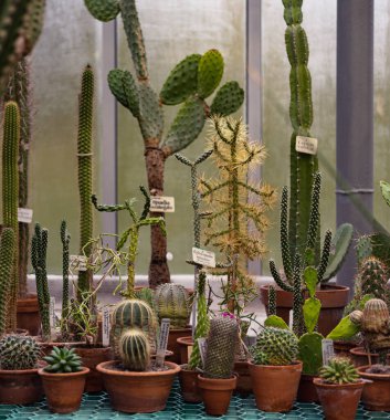 Çamur kaplarında bir sürü büyük ve küçük yeşil kaktüs (Opuntia, cerus, Myrtillocactus, Cleistocactus))