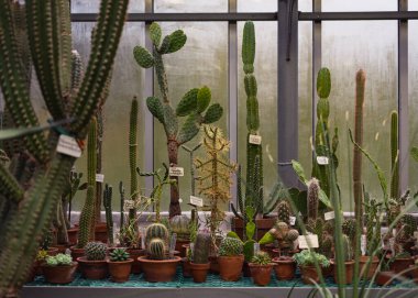Çamur kaplarında bir sürü büyük ve küçük yeşil kaktüs (Opuntia, cerus, Myrtillocactus, Cleistocactus))