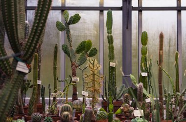 Çamur kaplarında bir sürü büyük ve küçük yeşil kaktüs (Opuntia, cerus, Myrtillocactus, Cleistocactus))