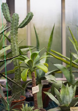 Yeşil Agave ATTENUATA ya da Bir Saksıda Agave Çizimi