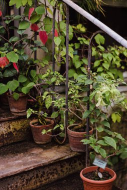yeşil ve tırmanma bitkileri demir bir merdiven üzerinde kil çömlekler