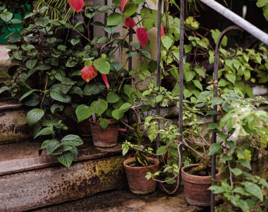 yeşil ve tırmanma bitkileri demir bir merdiven üzerinde kil çömlekler