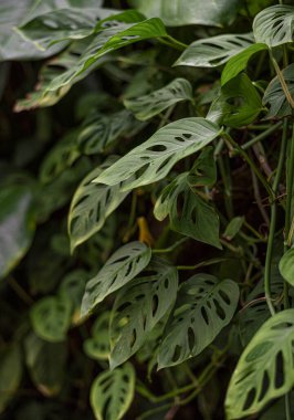 Monstera Adanson 'ın yeşil yaprakları (Canavar yumruklandı), delikleri olan küçük canavar yaprakları.
