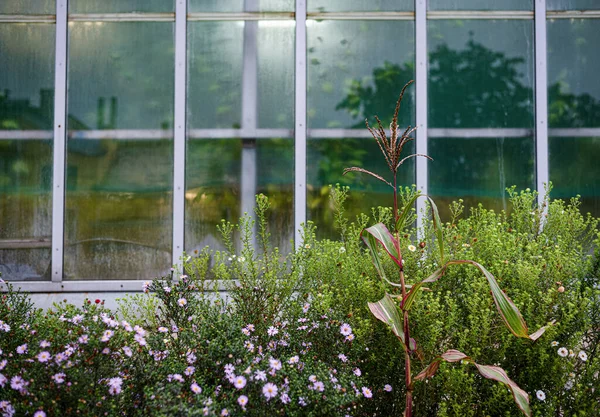Sok Különböző Nyári Zöldek Virágzó Növények Háttérben Ablak — Stock Fotó
