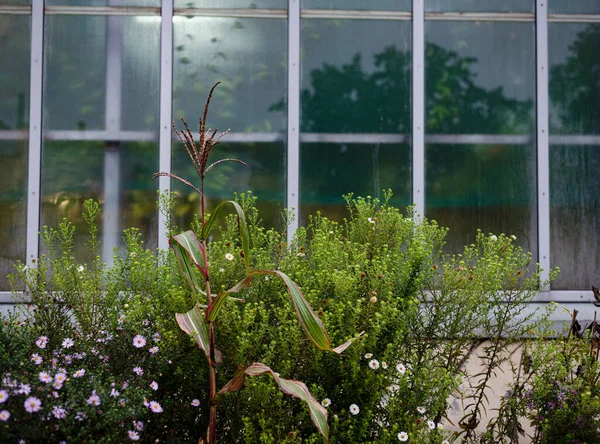 Muitos Verdes Verão Diferentes Plantas Com Flores Fundo Janela — Fotografia de Stock