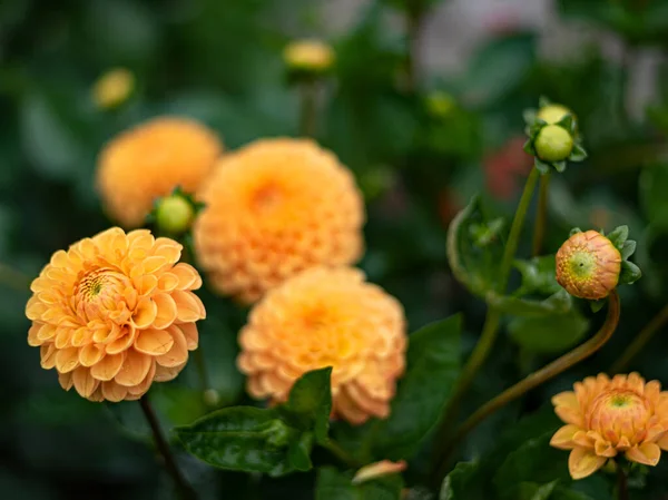 Sarı küresel pion şekilli Pompom Dahlias, yuvarlak uçlu taze çiçek tomurcukları