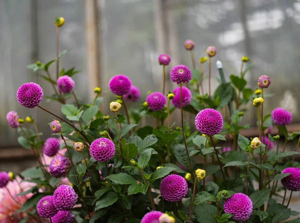 purple spherical pion-shaped Pompom Dahlias, fresh blooming flower buds round flowers with rounded ends