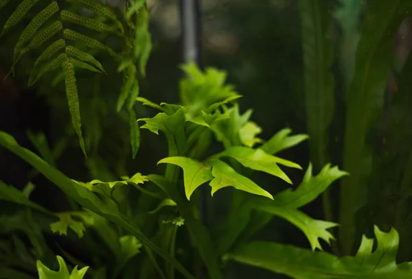 Grandes Folhas Verdes Chifre Veado Samambaia Platycerium — Fotografia de Stock