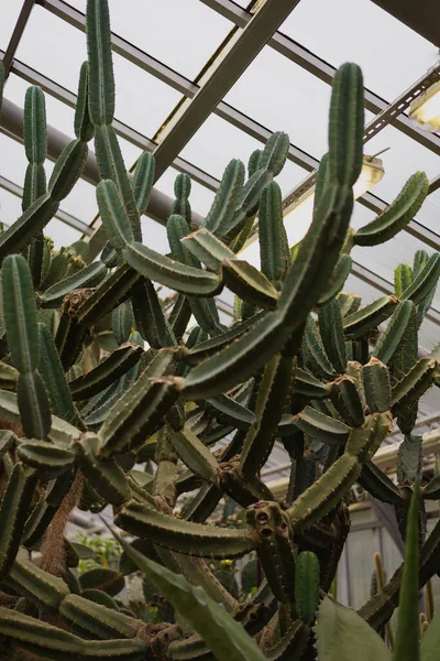 Duże Zielone Kaktusy Cereus Jamakaru Lub Cereus Repandus — Zdjęcie stockowe