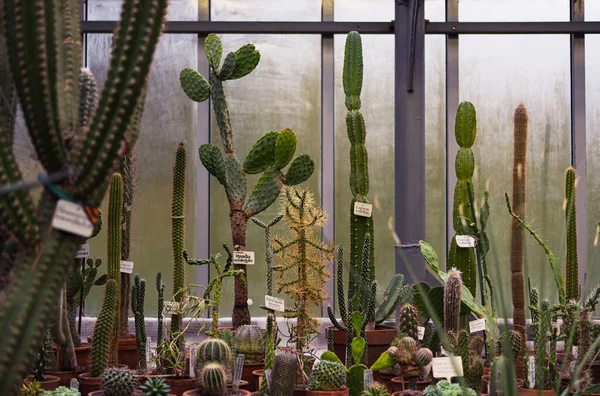 Wiele Różnych Dużych Małych Zielonych Kaktusów Glinianych Doniczkach Opuntia Cerus — Zdjęcie stockowe