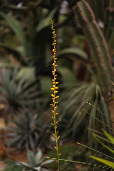 Espiguilla Delgada Con Flores Amarillas Buzulnik Vicha — Foto de Stock