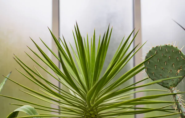 Fresh Juicy Green Leaves Agave Sebastiana Clay Pot Window Background — Stock Photo, Image