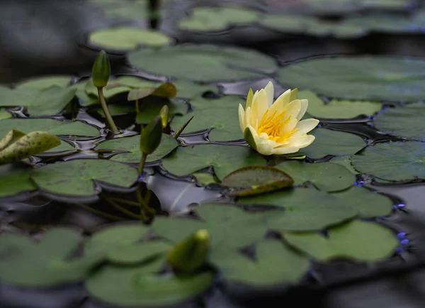 Bei Fiori Gialli Fioriti Gigli Giglio Profumato Dell Acqua Ninfeo — Foto Stock