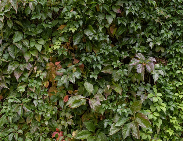 Sok Friss Zöld Levelek Parthenocissus Quinquefolia Más Néven Virginia Creeper — Stock Fotó