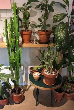 İç kısımdaki kil çömleklerde birçok kapalı yeşil bitki var.