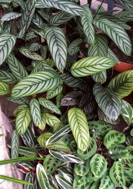 Stromanthus belinden bir sürü yeşil çizgili yaprak, Calathea makoyana, Goeppertia ornata, Dieffenbachia seguine bahçedeki yeşil bitkilerin arka planında