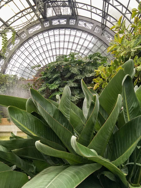 Petersburg Russia May 2020 Large Hall Plants Orangery Tauride Garden — Stock Photo, Image