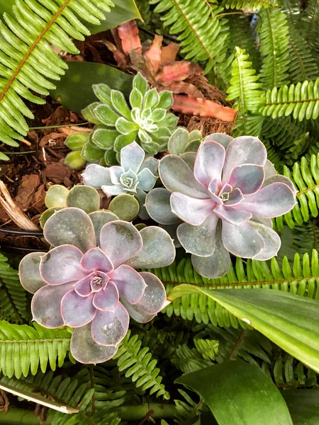 Саду Растут Красивые Зеленые Фиолетовые Суккуленты — стоковое фото