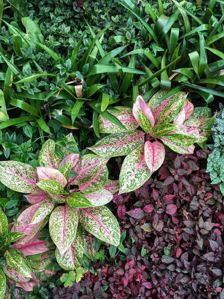 Grandes Feuilles Fraîches Kaladium Rose Vert Mouchetées Sur Fond Plantes — Photo