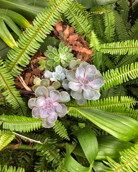 Beautiful Green Purple Succulents Grow Green Plants Garden — Stock Photo, Image