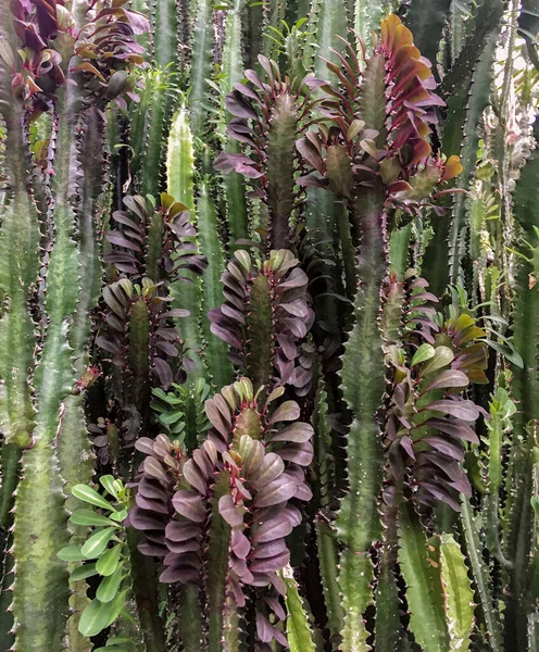 Many Green Cactus Trunks Euphorbia Triangular — Stock Photo, Image