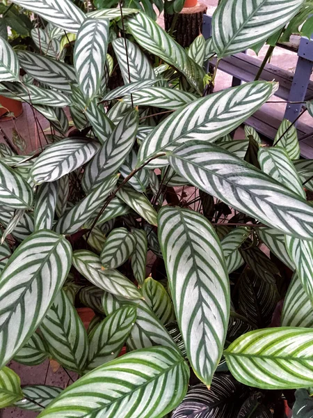 Beaucoup Vert Frais Grandes Feuilles Rayées Stromanthus Taille Calathea Makoyana — Photo