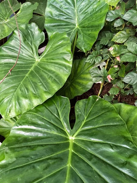 Bahçedeki Yeşil Bitkilerin Arka Planında Bir Sürü Yeşil Taze Alocasia — Stok fotoğraf