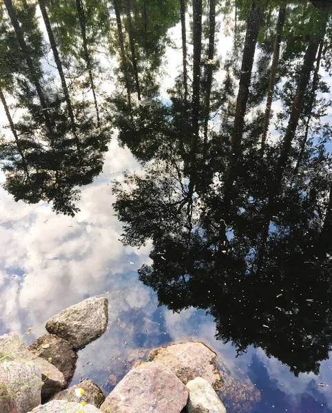 Reflektion Skogsträd Sjö Sommaren Viborg — Stockfoto