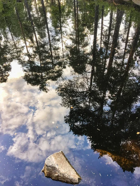 Reflection Forest Trees Lake Summer Vyborg — Stock Photo, Image